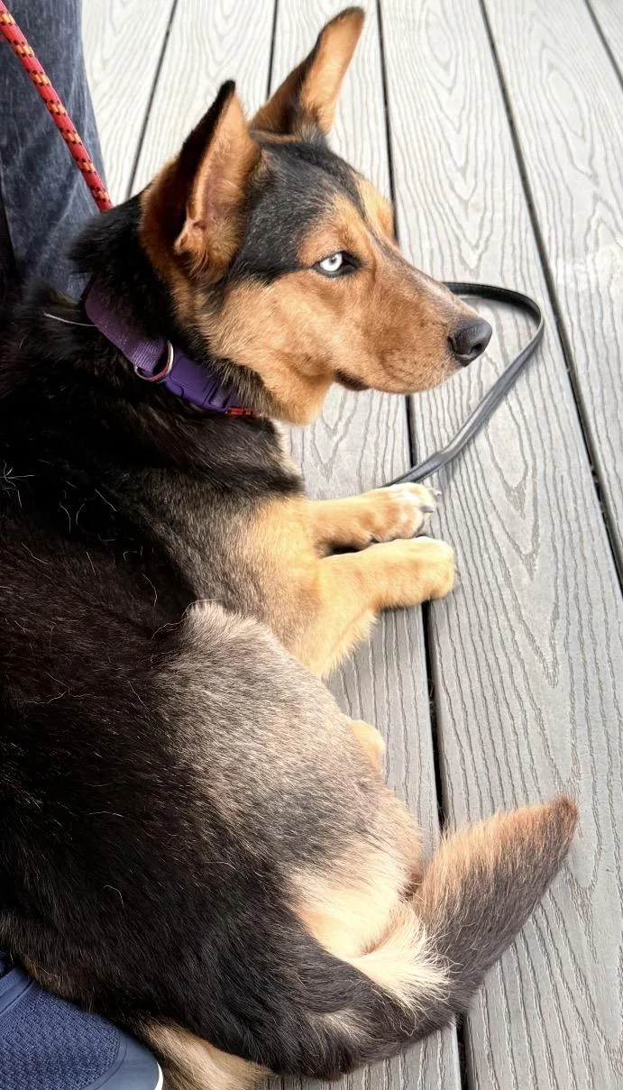 A young medium-sized female Tricolor (Brown, Black, & White) Corgi dog named Melody for adoption in Louisburg, KS