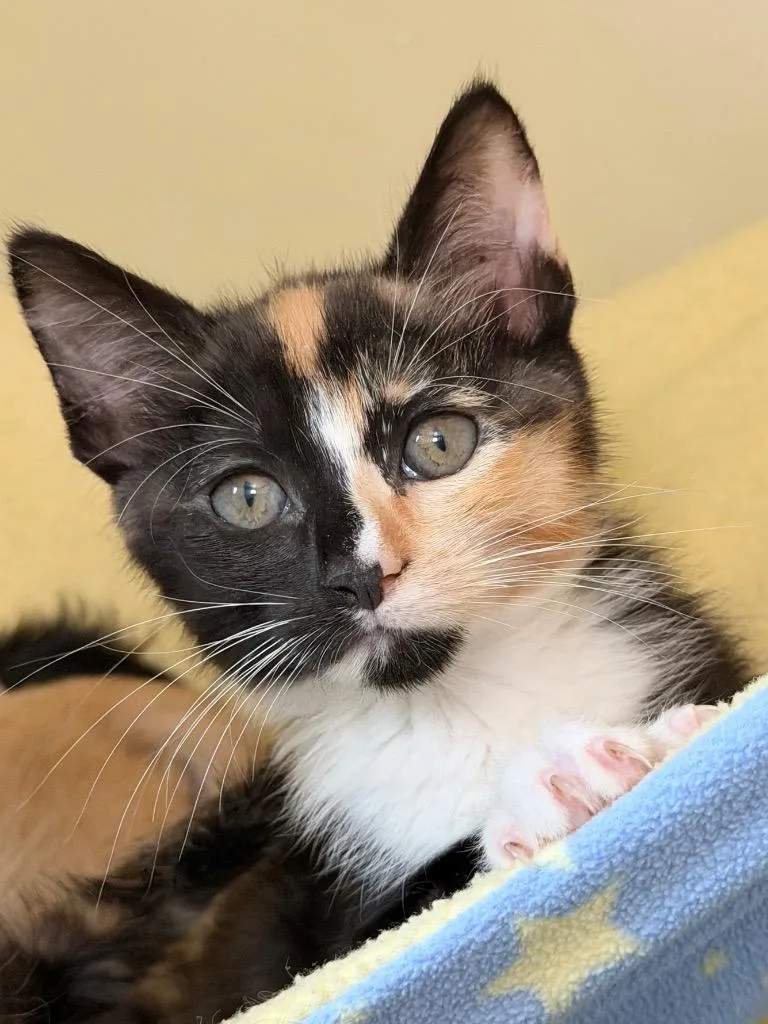A baby medium-sized female Domestic Short Hair cat named Tape Dispenser for adoption in Menomonie, WI