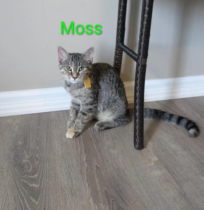 A baby medium-sized female Tabby (Brown / Chocolate) Domestic Short Hair cat named Moss for adoption in Cincinnati, OH