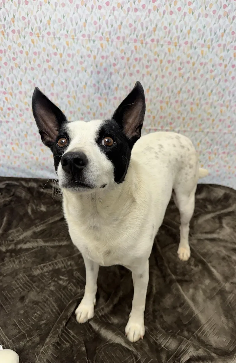 An adult medium-sized male White / Cream Mixed Breed dog named Oreo for adoption in Chickasha, OK