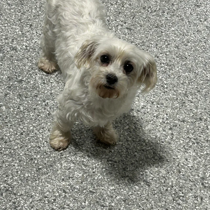 An adult small-sized female White / Cream Maltese dog named Sadie. for adoption in Antwerp, OH
