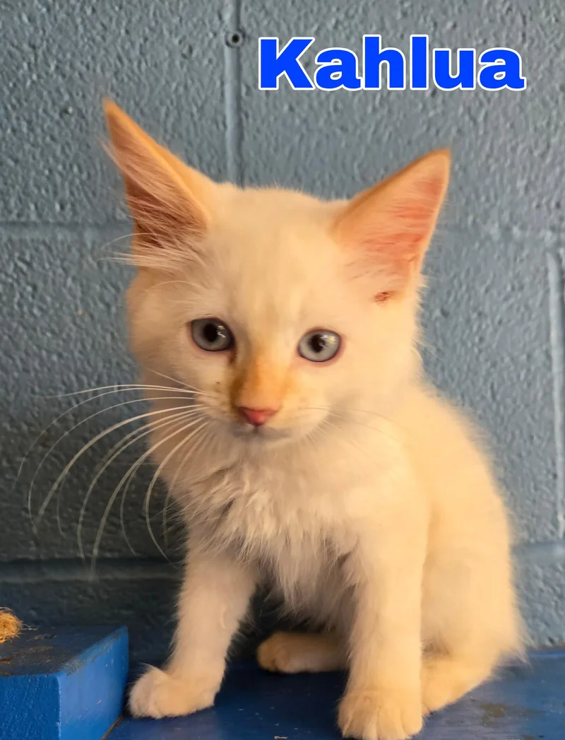 A baby small-sized male Domestic Medium Hair cat named Kahlua for adoption in Boston, KY