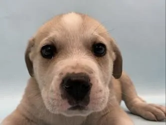 A baby large-sized male Fox Terrier dog named Duckie for adoption in Golden Valley, MN