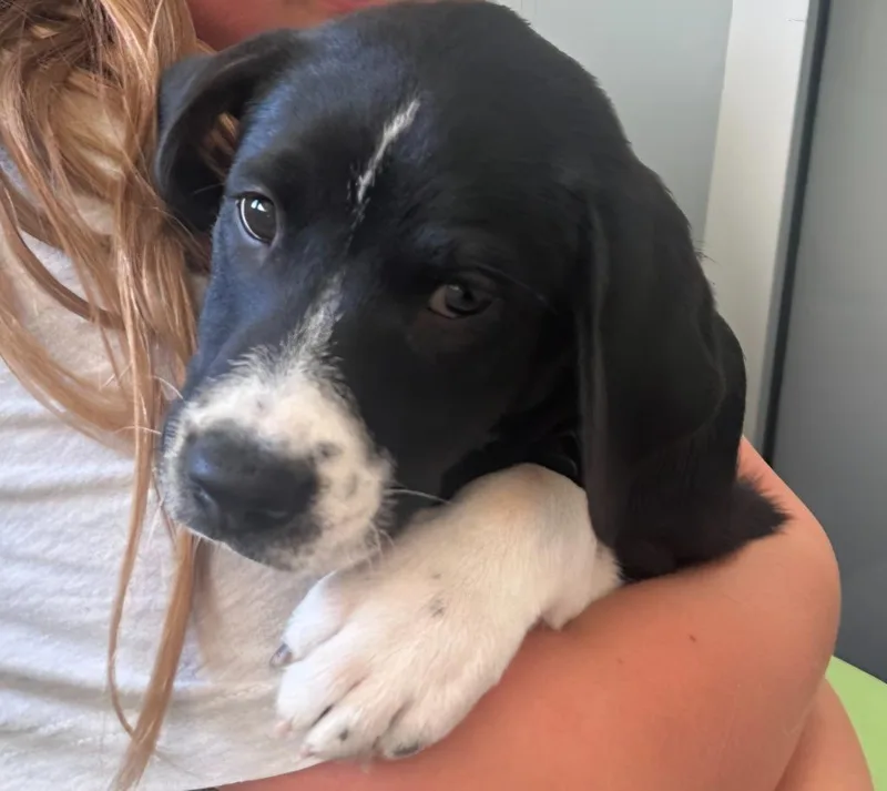 A baby medium-sized female English Pointer dog named Tam for adoption in Columbia, IL