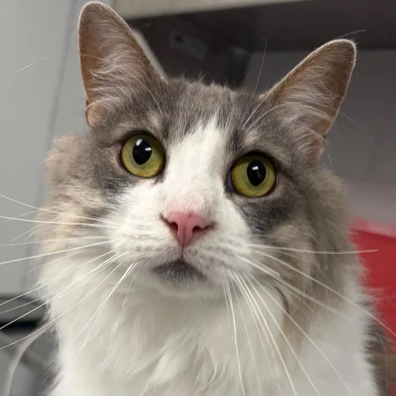 An adult large-sized female White Domestic Short Hair cat named Daphne for adoption in Greenville, SC