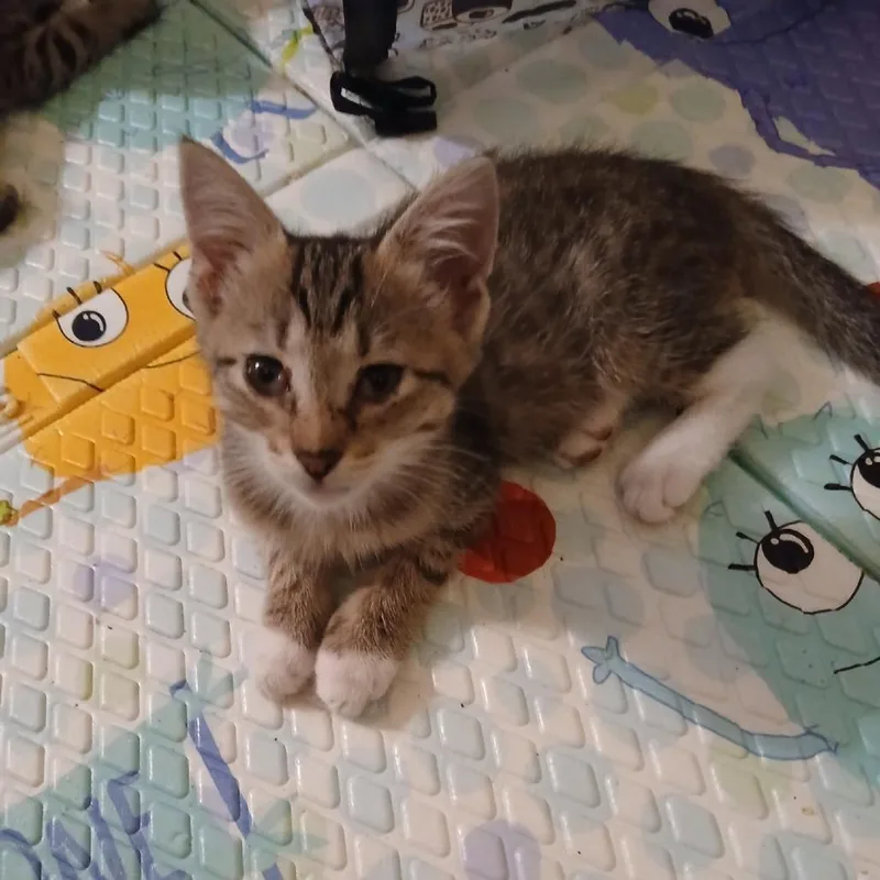 A baby small-sized female Brown / Chocolate Domestic Short Hair cat named Estelle for adoption in West Palm Beach, FL