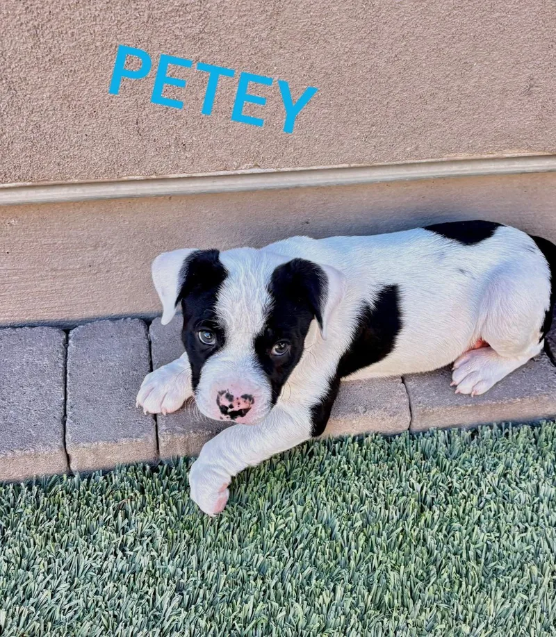 Petey