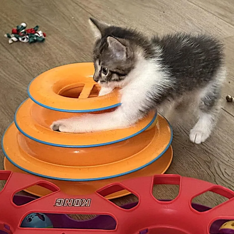 A baby small-sized female Brown / Chocolate Domestic Short Hair cat named Alpine for adoption in Escondido, CA