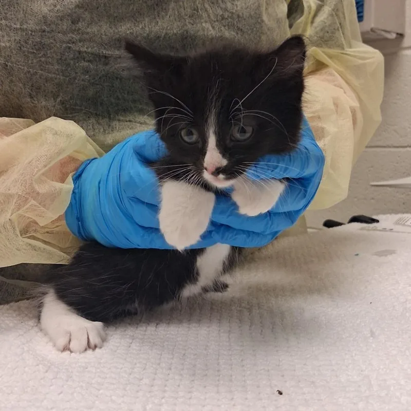 A baby small-sized male Domestic Short Hair cat named Chilly for adoption in Murray, UT