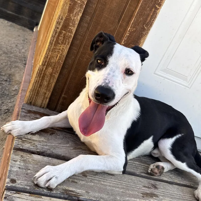 An adult medium-sized male Black Pit Bull Terrier dog named Gus for adoption in Stagecoach, NV