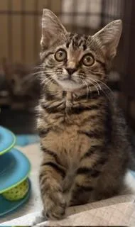 A baby large-sized female Tabby (Brown / Chocolate) Domestic Short Hair cat named Koda for adoption in Lemoyne, PA
