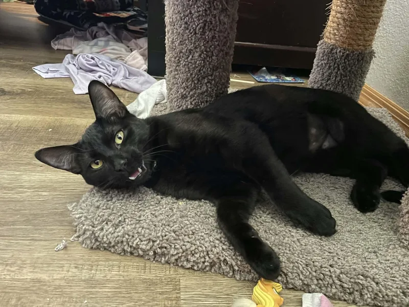 A baby medium-sized male Black Domestic Short Hair cat named Tigger for adoption in Sioux Falls, SD