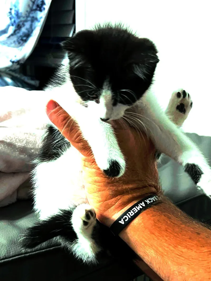 A baby small-sized female Domestic Medium Hair cat named BetsyBess for adoption in Mexico, MO
