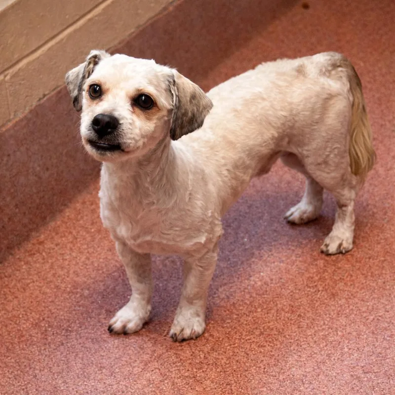 An adult small-sized male White / Cream Havanese dog named Louie for adoption in Hopkinton, MA