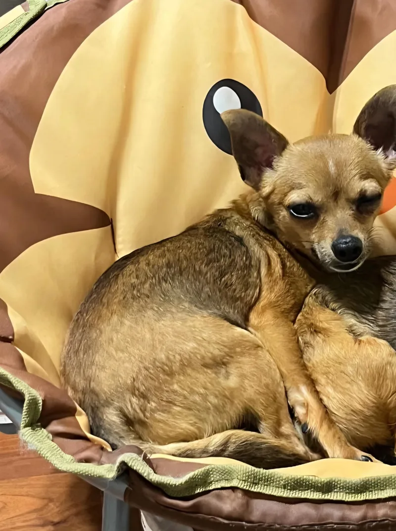 An adult small-sized male Red / Chestnut / Orange Chihuahua dog named Dude for adoption in Evansville, IN