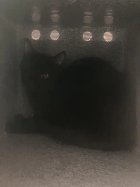 A young medium-sized female Domestic Short Hair cat named Sassy for adoption in Dallas, TX