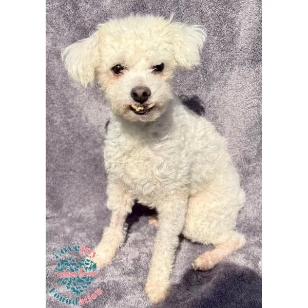 A senior small-sized male White / Cream Bichon Frise dog named Koala for adoption in Inglewood, CA