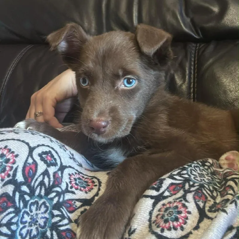 A baby small-sized female Brown / Chocolate Mixed Breed dog named Mccafe for adoption in Fredericksburg, VA