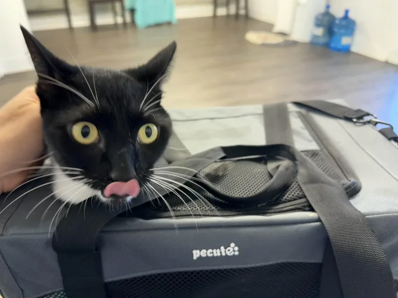 Milo =^.^= thumbnail 2