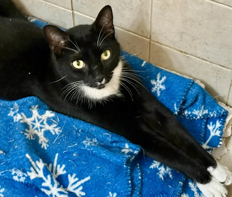 An adult medium-sized male Black & White / Tuxedo Domestic Short Hair cat named Milo =^.^= for adoption in Jacksonville, FL