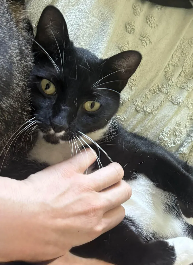 Milo =^.^= thumbnail 3