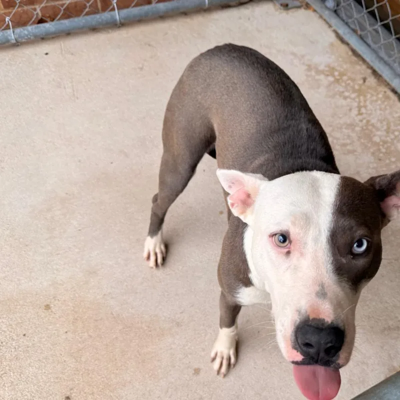 An adult medium-sized female Gray / Blue / Silver Pit Bull Terrier dog named Millie for adoption in Birmingham, AL