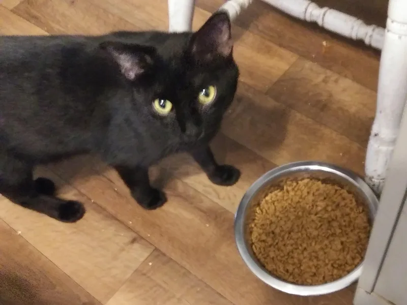 A young medium-sized male Black Domestic Short Hair cat named Oslo for adoption in Port Wentworth, GA