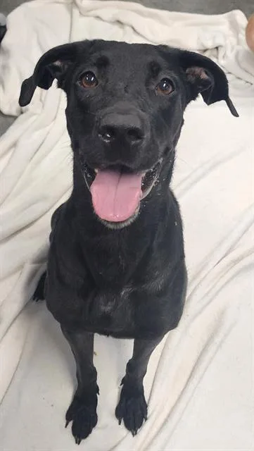 An adult large-sized female Labrador Retriever dog named Sissy for adoption in Brunswick, GA