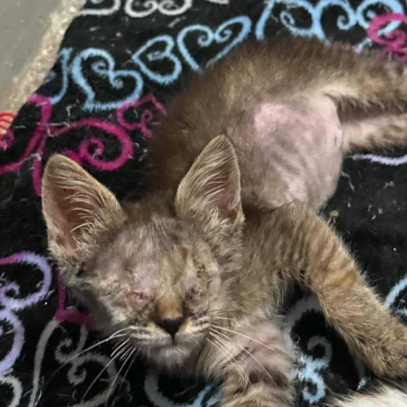 A baby small-sized female Tabby (Brown / Chocolate) Tabby cat named Hope for adoption in Antioch, CA