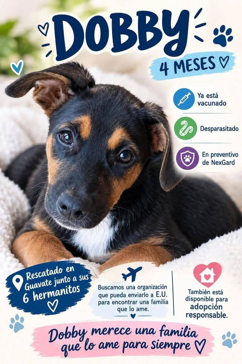 A young medium-sized male Labrador Retriever dog named Dobby for adoption in New York, NY