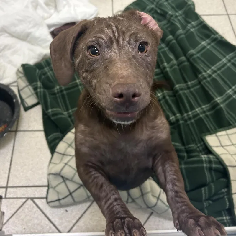 A baby small-sized female Brown / Chocolate Mixed Breed dog named Crumpet for adoption in Charleston, WV