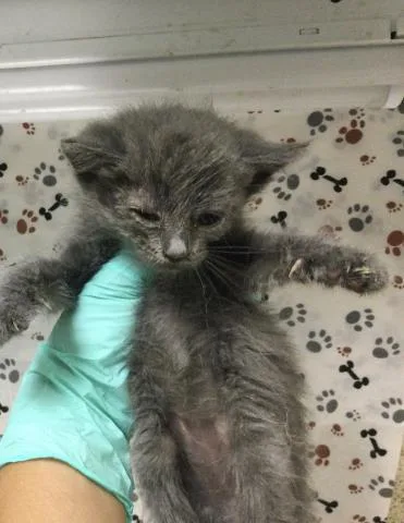A baby small-sized female Domestic Short Hair cat named Small'S for adoption in Riverside, CA