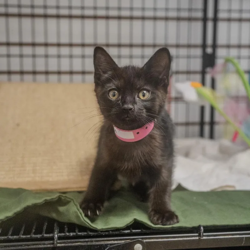 A baby small-sized female Black Domestic Medium Hair cat named Calcifer for adoption in Pawling, NY
