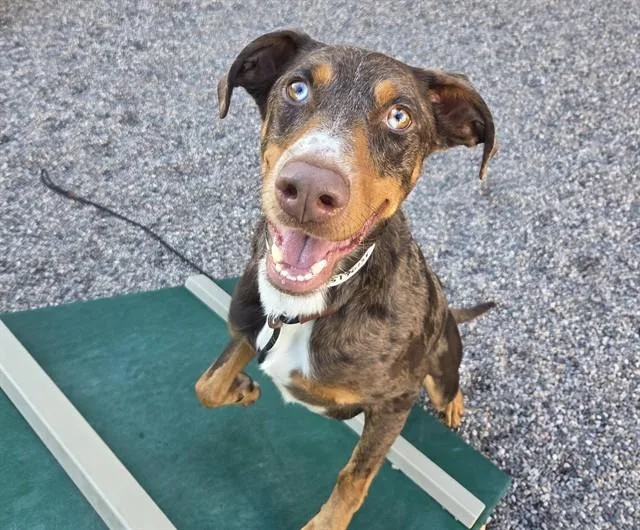 An adult large-sized male Catahoula Leopard Dog dog named Leo for adoption in Mesa, AZ
