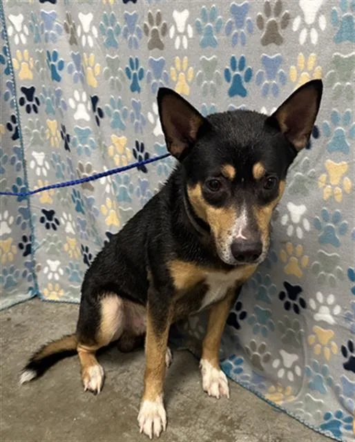 A young medium-sized male Australian Cattle Dog / Blue Heeler dog named Dude for adoption in Rosenberg, TX