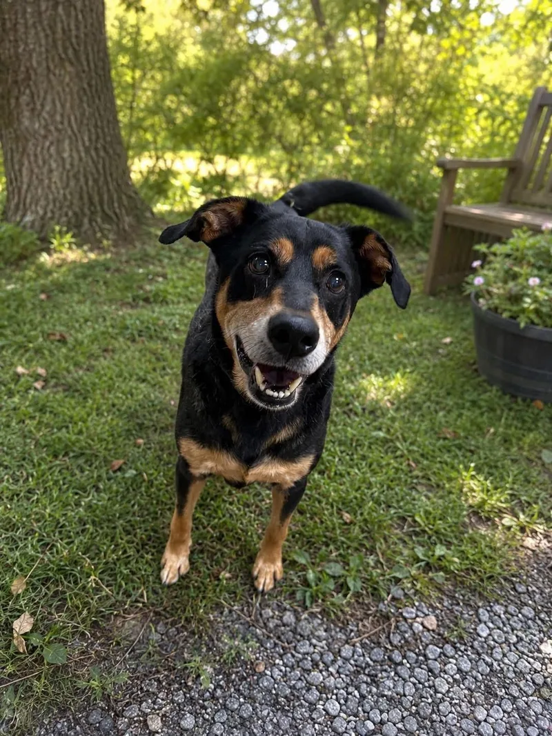 A senior medium-sized male Black German Shepherd Dog dog named Levi for adoption in Steger, IL