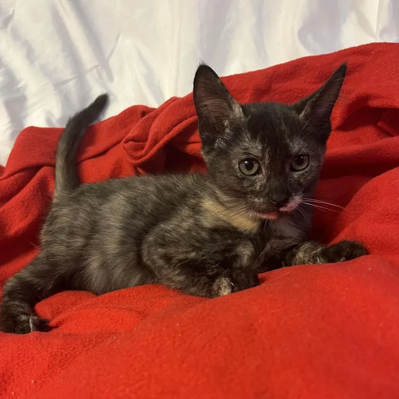 A baby small-sized female Brown / Chocolate Domestic Short Hair cat named Bobby Jo for adoption in Waldorf, MD