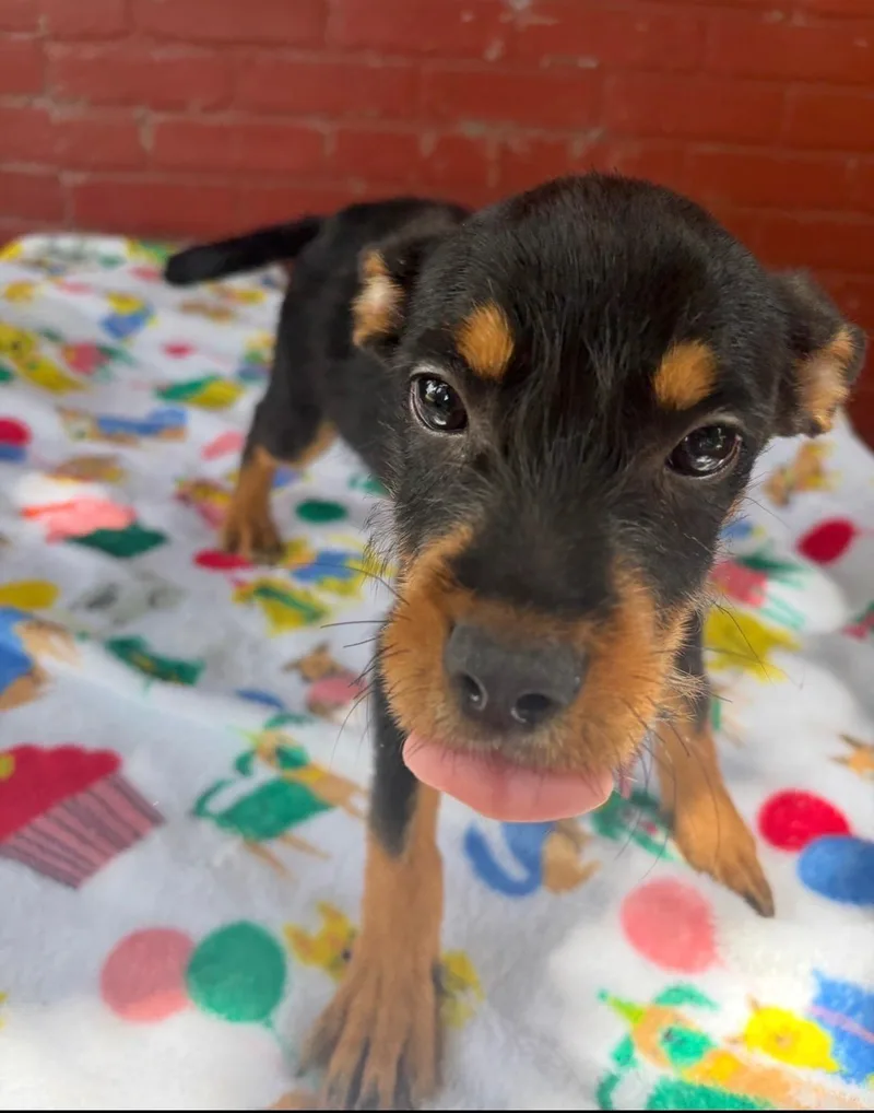 A baby medium-sized female Bicolor Australian Cattle Dog / Blue Heeler dog named Kira for adoption in Houston, TX