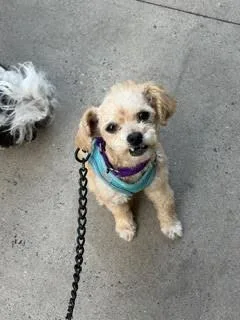 Fiorella thumbnail 2