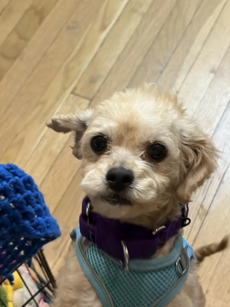 Fiorella thumbnail 3