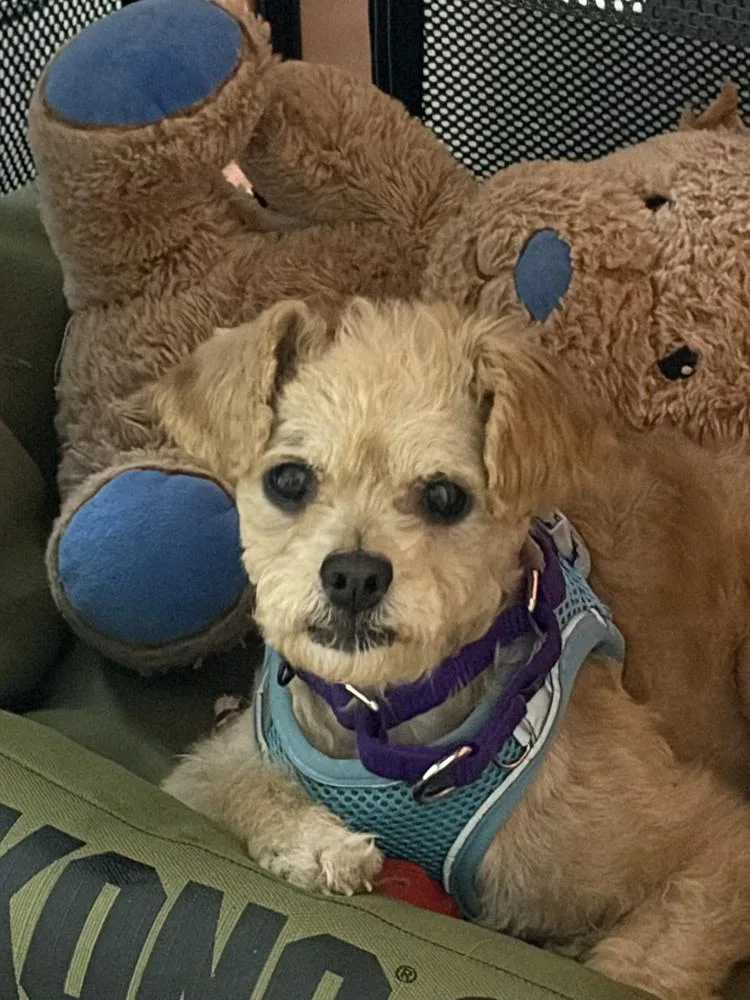 Fiorella thumbnail 4