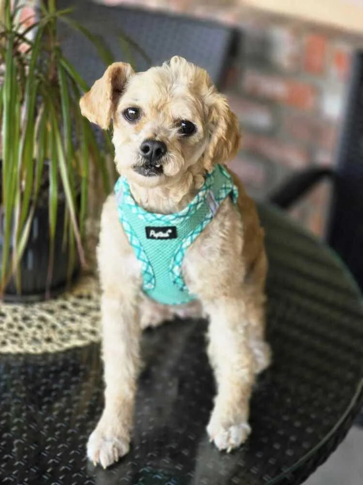 Fiorella thumbnail 5