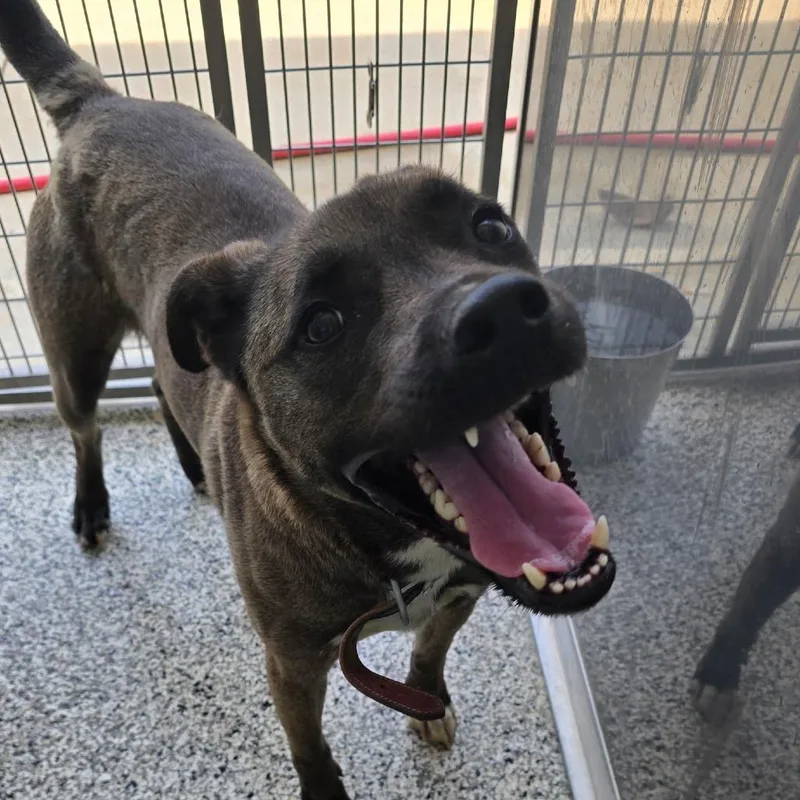 An adult large-sized male Sable Labrador Retriever dog named Bonzai for adoption in Madisonville, TN