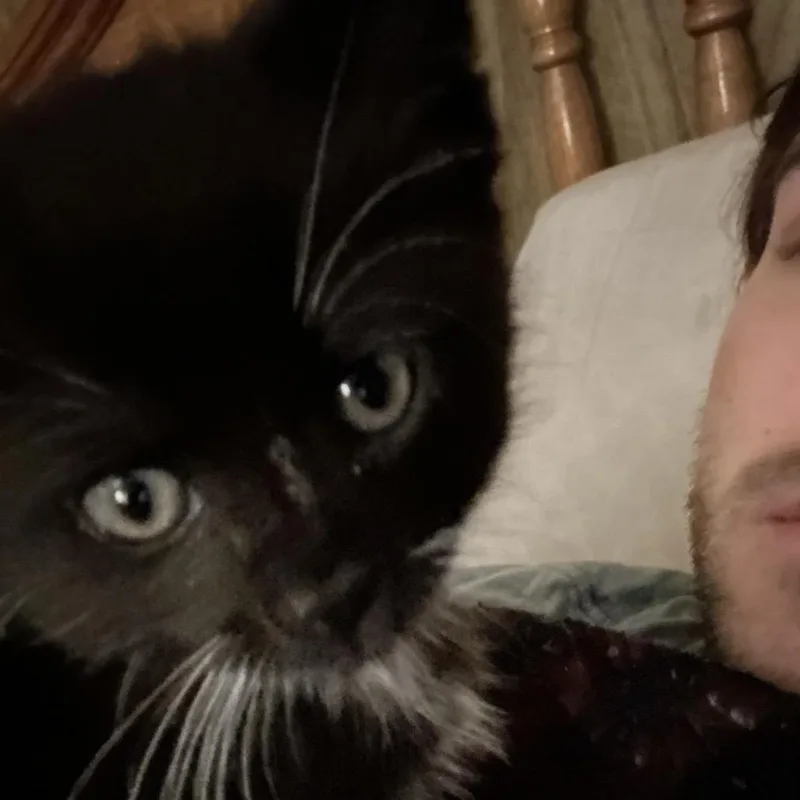 A baby small-sized male Black Domestic Long Hair cat named Tux for adoption in Rochester, MN