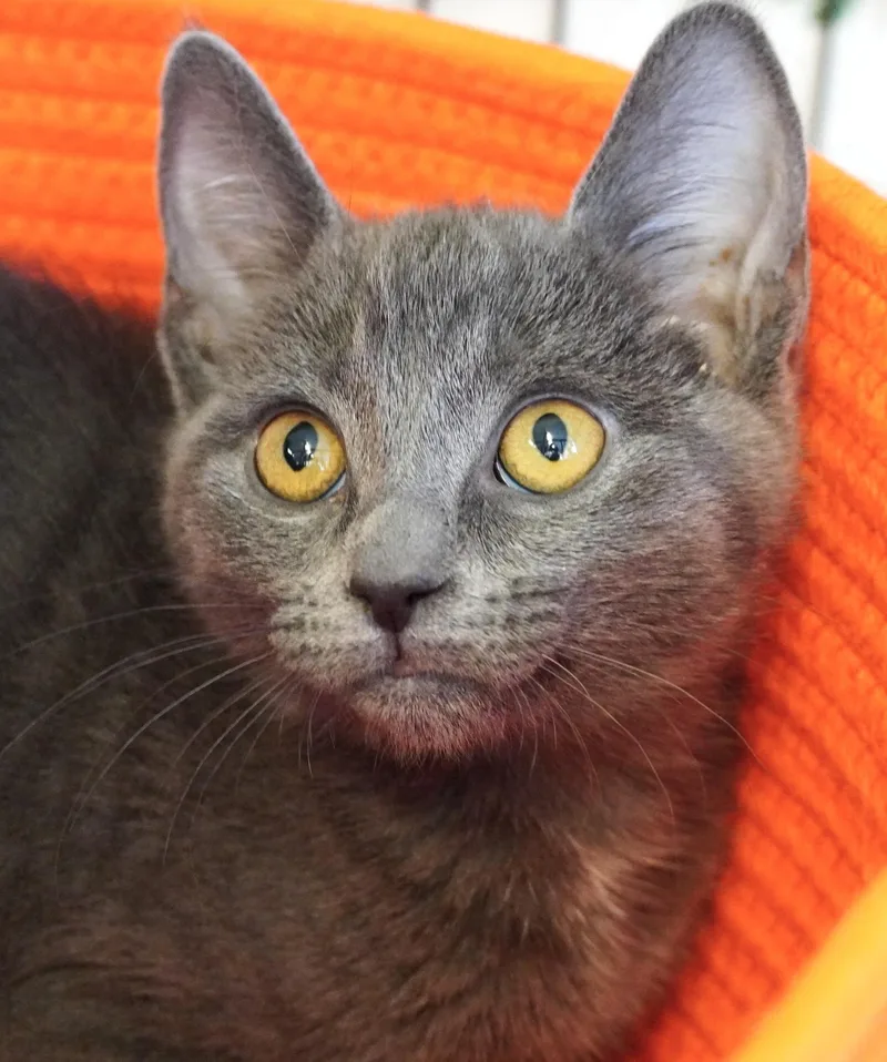 A baby medium-sized male Gray / Blue / Silver Domestic Short Hair cat named Macleod for adoption in Grants Pass, OR
