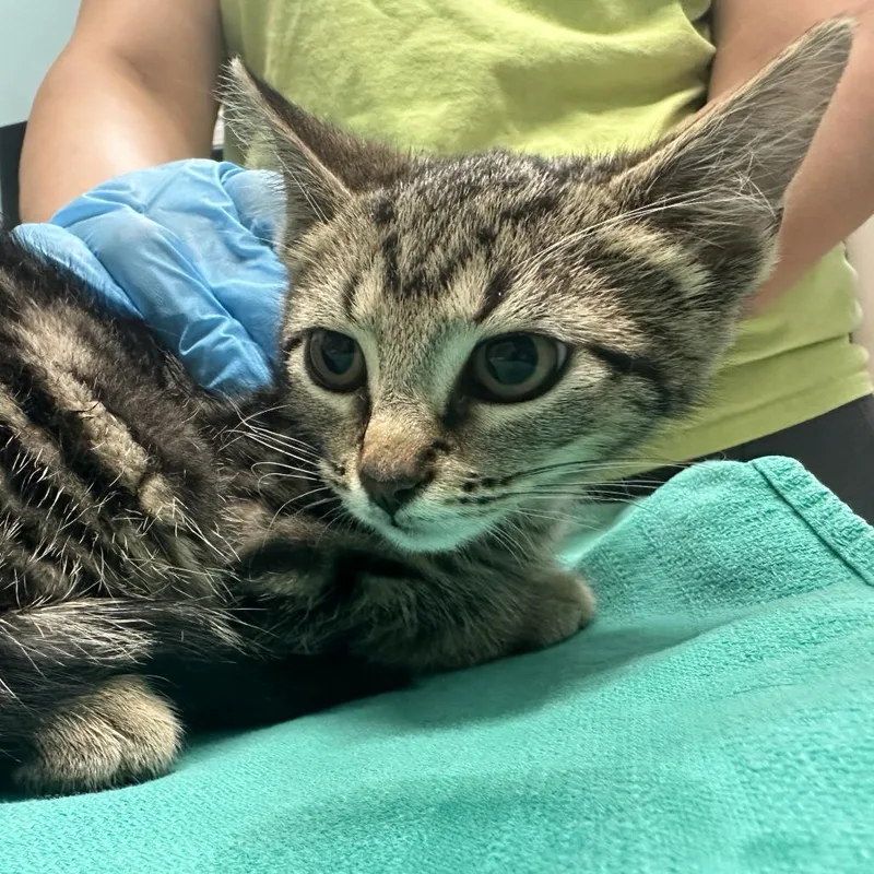 A baby small-sized female Brown / Chocolate Domestic Short Hair cat named Pluto for adoption in Tacoma, WA