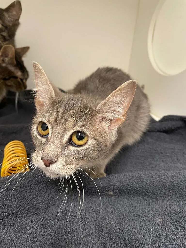 A baby small-sized male Domestic Short Hair cat named Levi for adoption in Oxford, NC