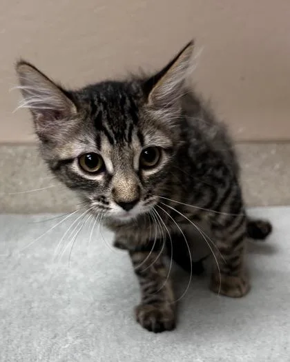 A young small-sized female Domestic Medium Hair cat named Bonnie for adoption in Phoenix, AZ