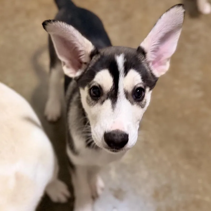 A baby medium-sized female Gray / Blue / Silver Husky dog named Everly for adoption in Green Bay, WI