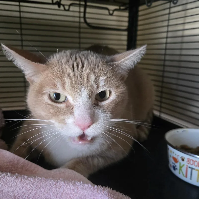 An adult large-sized male Orange / Red Domestic Short Hair cat named Carmelo for adoption in Desert Hot Springs, CA